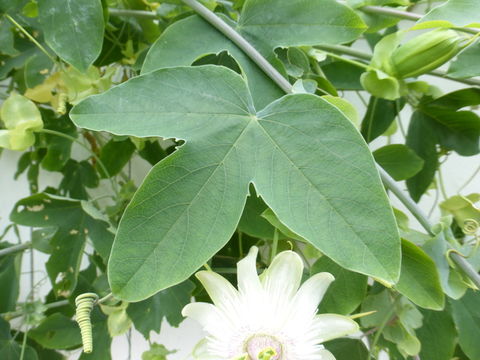 Image de Passiflora subpeltata Ortega