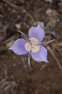 Image of sagebrush mariposa lily