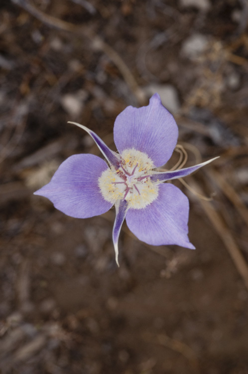 Image of sagebrush mariposa lily