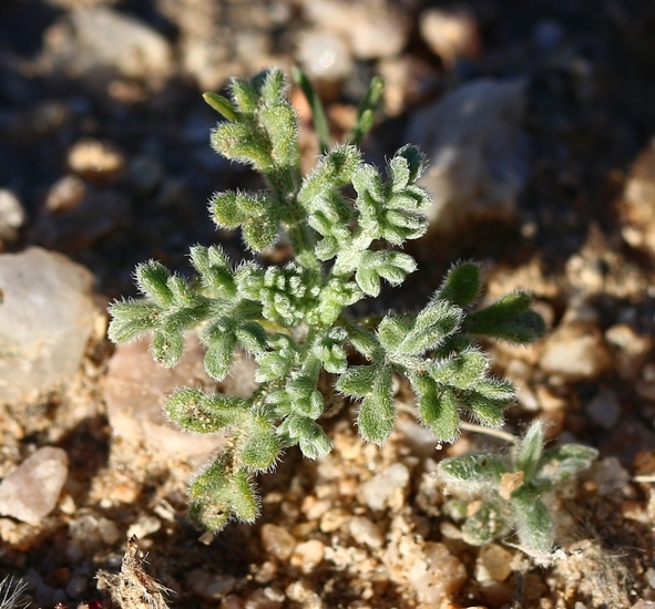 Ambrosia dumosa (A. Gray) Payne的圖片