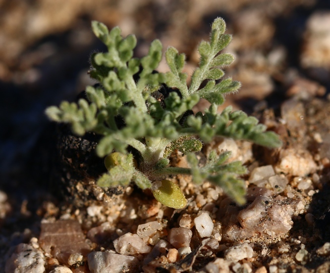 Ambrosia dumosa (A. Gray) Payne的圖片