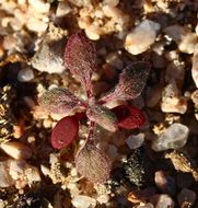 Image of devil's spineflower