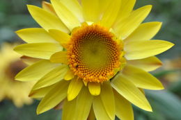 Image of bracted strawflower