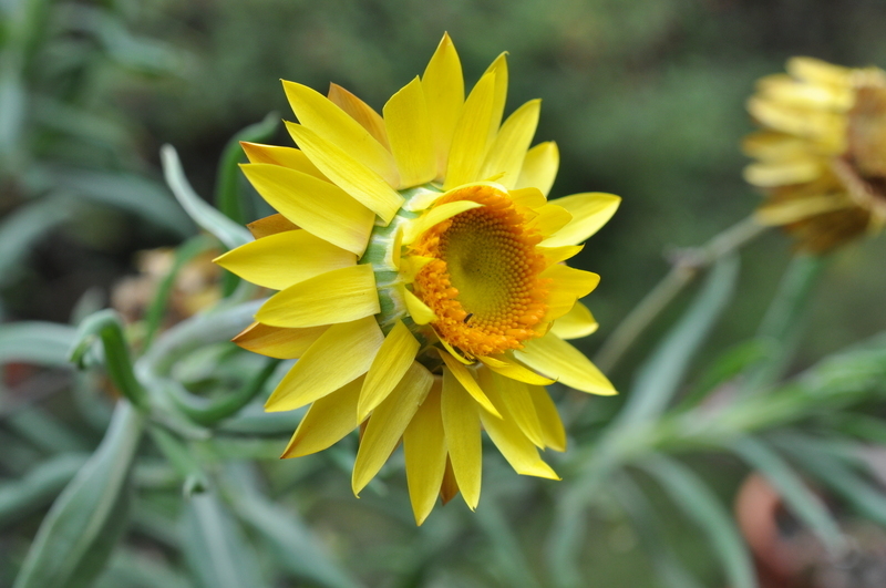 Plancia ëd Xerochrysum bracteatum (Vent.) N. N. Tzvel.