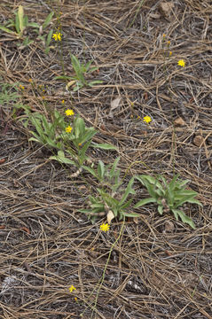 Image of Bolander's hawkweed