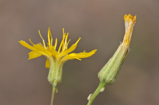 Imagem de Hieracium bolanderi A. Gray