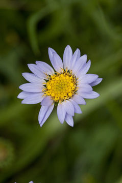 Image of tundra aster