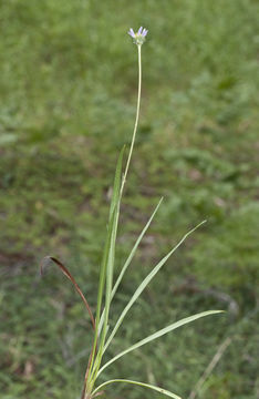 Image of tundra aster