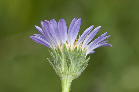 Image of tundra aster