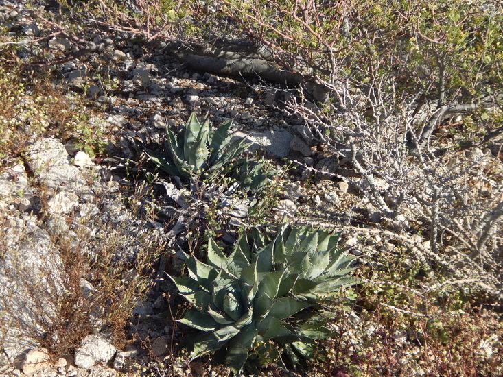 Image of Agave subsimplex Trel.