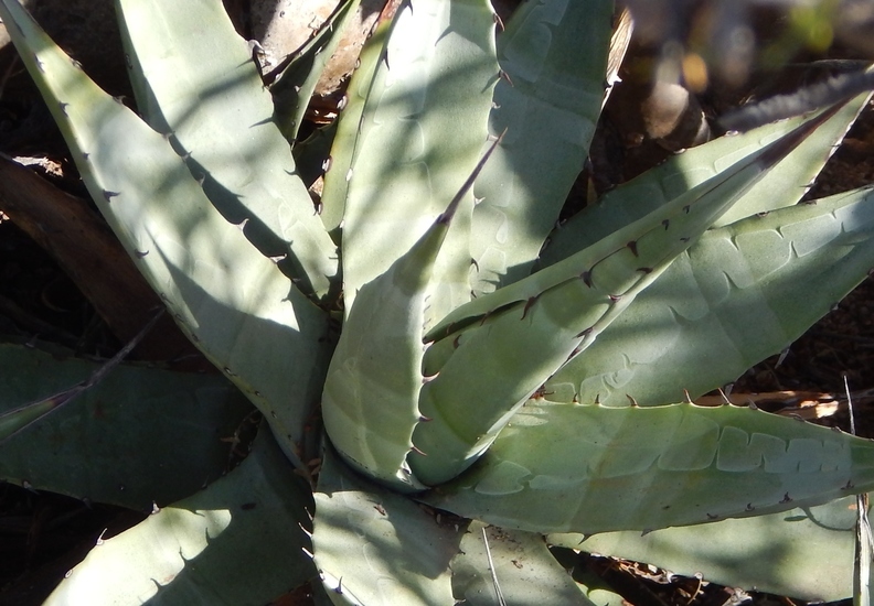 Image of Agave subsimplex Trel.