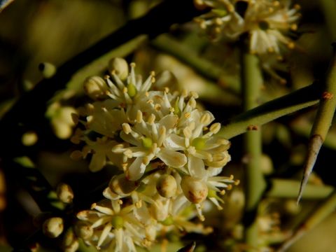 Image of crown of thorns