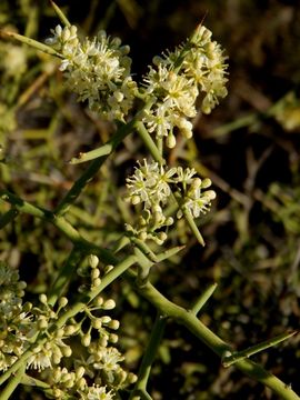 Sivun Koeberlinia spinosa var. tenuispina Kearney & Peebles kuva