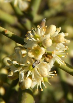 Image of crown of thorns