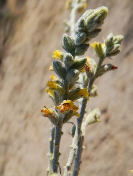 Image of Errazurizia megacarpa (S. Watson) I. M. Johnst.