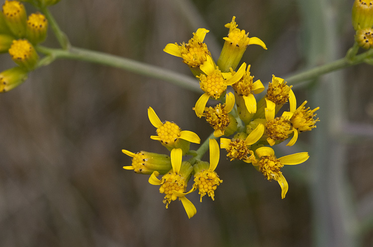 Image of water ragwort