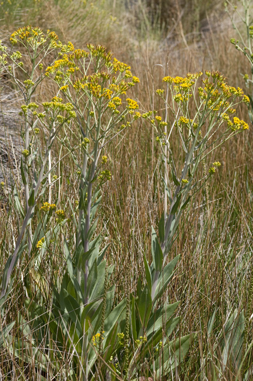 Image of water ragwort