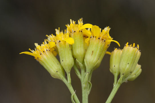 Image of water ragwort