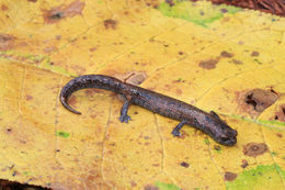 Image of Chunky False Brook Salamander