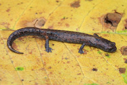 Image of Chunky False Brook Salamander