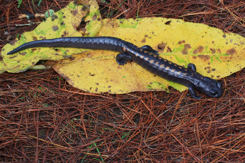 Image of Isthmura gigantea (Taylor 1939)