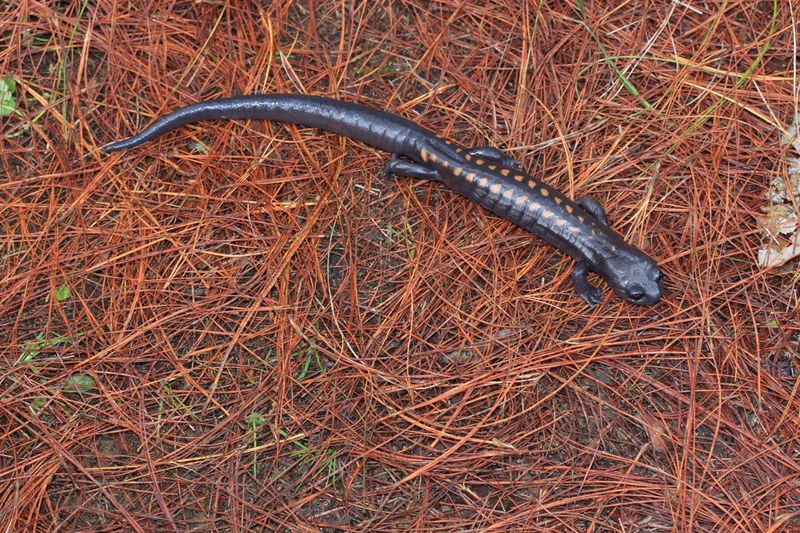 Image of Isthmura gigantea (Taylor 1939)