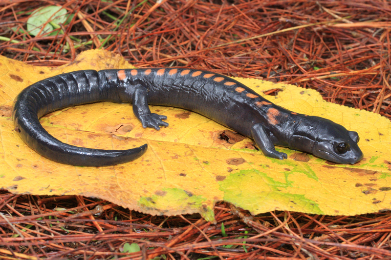 Image of Isthmura gigantea (Taylor 1939)