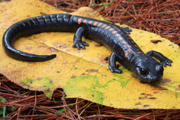 Image of Isthmura gigantea (Taylor 1939)