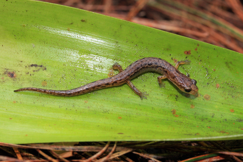 Image of Arboreal Splayfoot Salamander