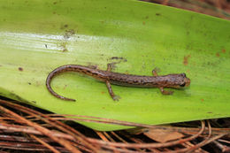 Image of Arboreal Splayfoot Salamander