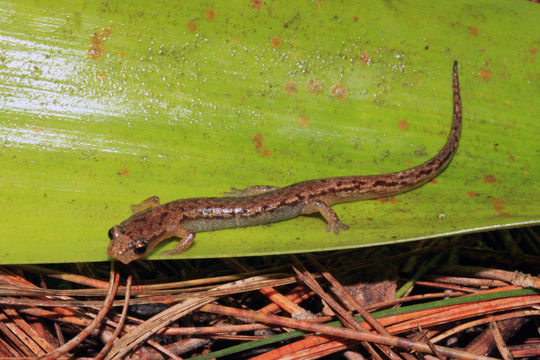 Chiropterotriton arboreus (Taylor 1941)的圖片