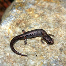 Image of Terrestrial splayfoot salamander