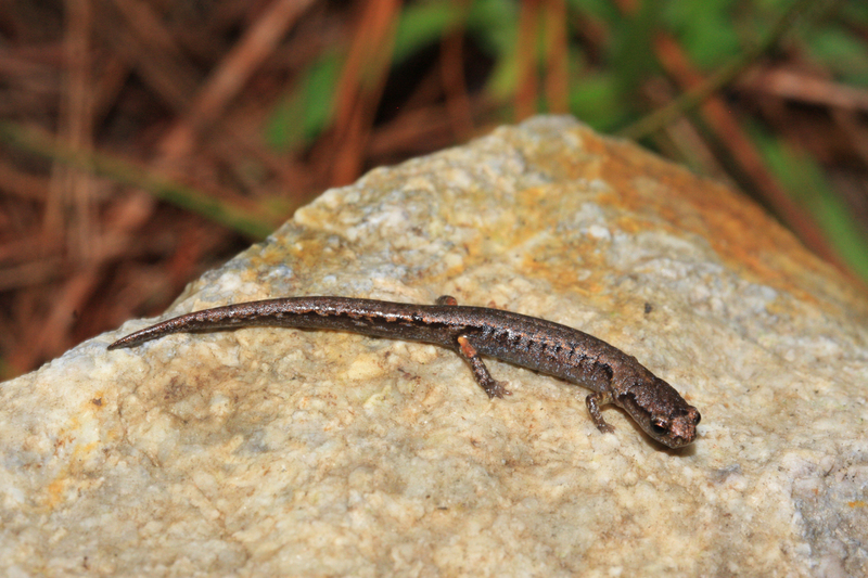 Image of Terrestrial splayfoot salamander