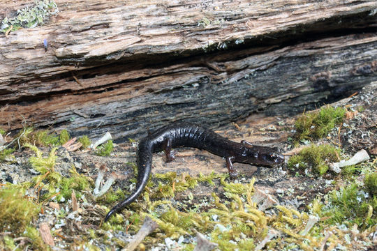 Chiropterotriton orculus (Cope 1865)的圖片