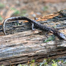 Image of Morelos False Brook Salamander