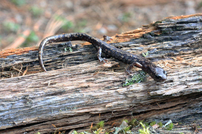 Image of Morelos False Brook Salamander