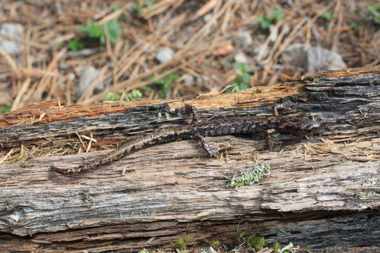 Image of Morelos False Brook Salamander
