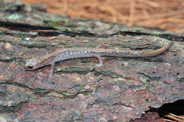 Image de Pseudoeurycea longicauda Lynch, Wake & Yang 1983