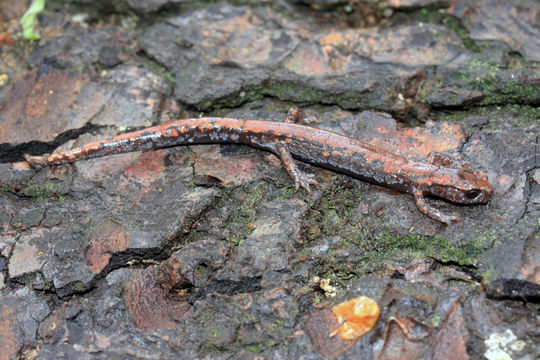 Image of Roberts' False Brook Salamander
