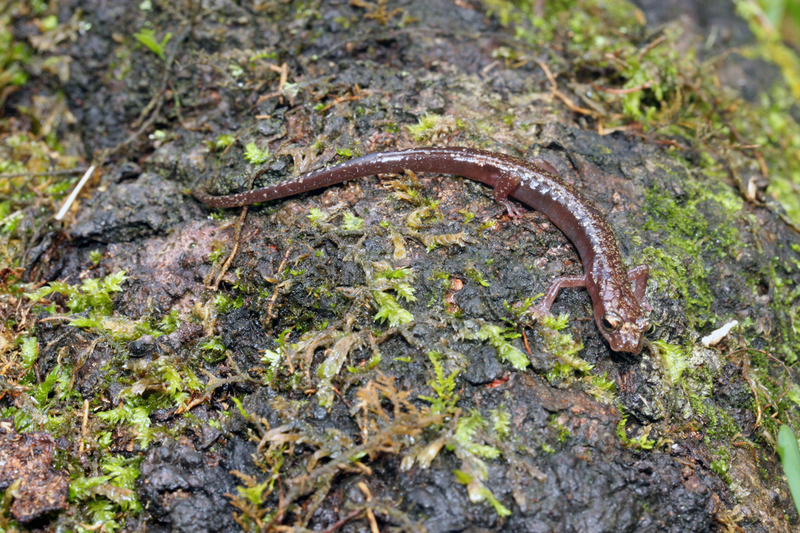 Chiropterotriton cieloensis Rovito & Parra-Olea 2015的圖片