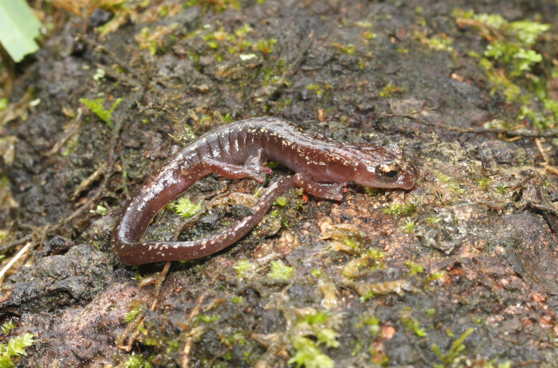 Image of Chiropterotriton cieloensis Rovito & Parra-Olea 2015