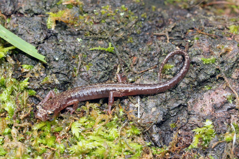 Image of Chiropterotriton cieloensis Rovito & Parra-Olea 2015