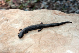 Image of Chiropterotriton miquihuanus Campbell, Streicher, Cox & Brodie 2014