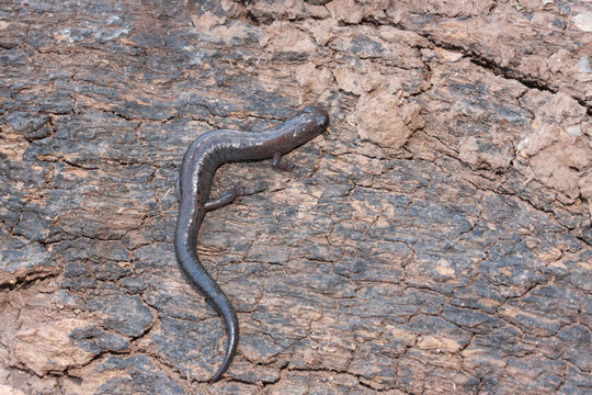 Plancia ëd Chiropterotriton miquihuanus Campbell, Streicher, Cox & Brodie 2014