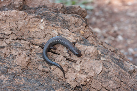 Plancia ëd Chiropterotriton miquihuanus Campbell, Streicher, Cox & Brodie 2014