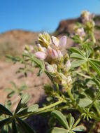 Imagem de Lupinus arizonicus (S. Watson) S. Watson