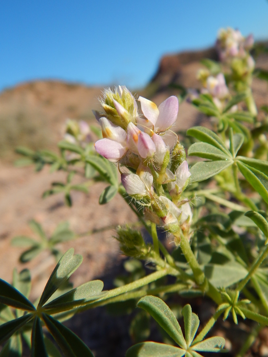 Imagem de Lupinus arizonicus (S. Watson) S. Watson