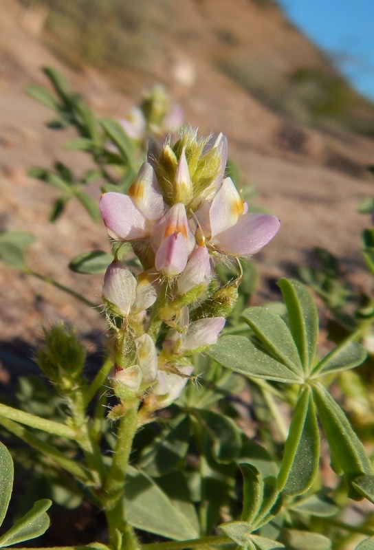 Imagem de Lupinus arizonicus (S. Watson) S. Watson