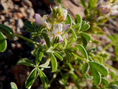 Image of Arizona lupine