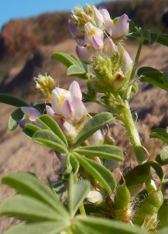 Imagem de Lupinus arizonicus (S. Watson) S. Watson